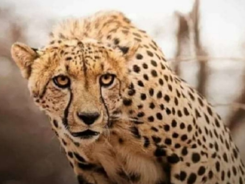 Tourists beware .. Leopard sightings near Chandbibi Mahal | पर्यटकांनो सावधान.. चांदबिबी महालाजवळ बिबट्याने दर्शन