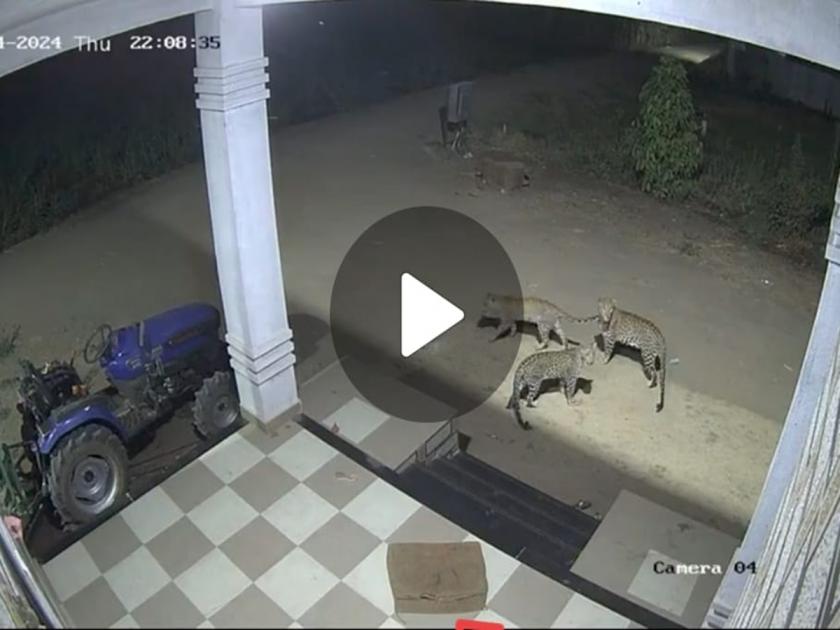 Not one or two but three leopards roam free in Pune; The thrill caught on CCTV cameras | VIDEO: पुण्यात एक-दोन नाही तर तीन-तीन बिबट्यांचा मुक्त वावर; थरार CCTV कॅमेऱ्यात कैद