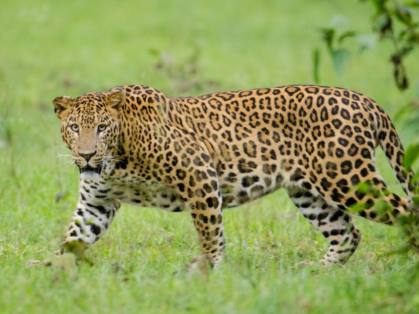 Maharashtra Budget 2023 Junnar's leopard safari will get speed pune latest news | Maharashtra Budget 2023: जुन्नरच्या बिबटे सफारीला मिळणार वेग! अर्थसंकल्पात निधीची तरतूद