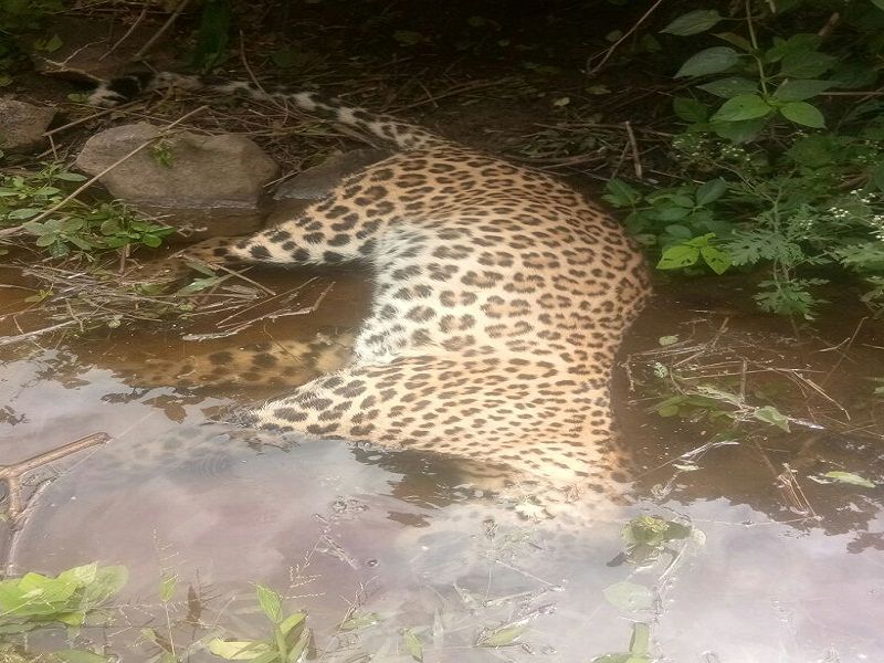 the leopard was found dead in Leopard forest area of ​​Aurangabad district | औरंगाबाद जिल्ह्यातील बनोटी वनपरिक्षेत्रात बिबट्या मृतावस्थेत आढळल्याने खळबळ