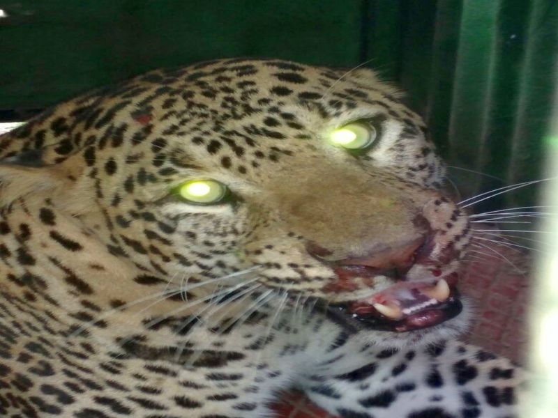 The slaughter of a calf in a leopard attack | बिबट्याच्या हल्ल्यात वासरु ठार