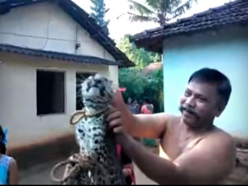 Leopard torture! Inquiries after viral video, launch of inquiry by forest department | बिबट्याचा छळ! व्हायरल व्हिडीओनंतर गुन्हा दाखल, वनविभागाकडून चौकशी सुरू