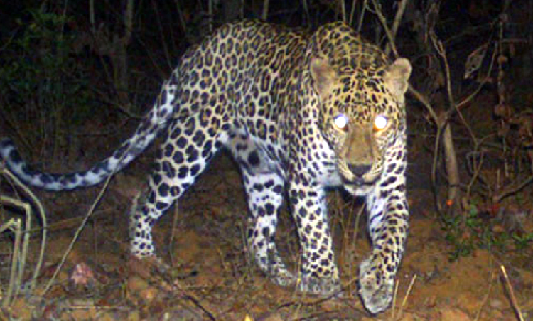 Male leopards seized at Darna; The female only passes | दारणाकाठी नर बिबट्या जेरबंद; मादी मात्र पसार