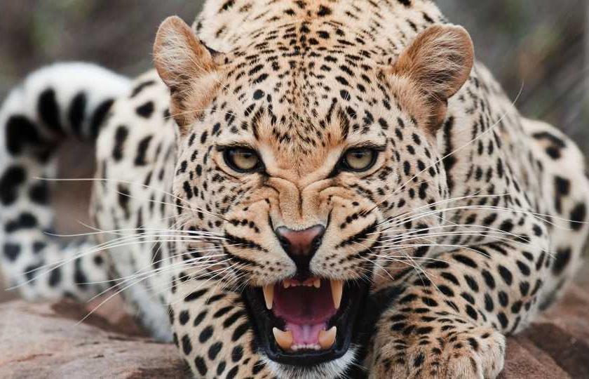 Elderly man killed in leopard attack | बिबट्याने केलेल्या हल्ल्यात वृद्ध ठार