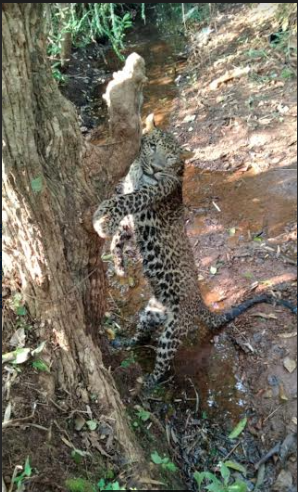 Leopard dies after being caught in a trap | लांजात फासकीत अडकून बिबट्याचा मृत्यू