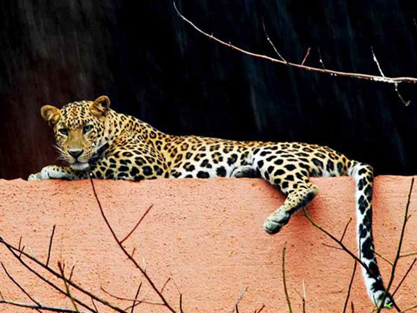leopard found in new dindoshi colony in daytime | न्यू दिंडोशी म्हाडा वसाहतीत दिवसा ढवळ्या बिबट्याची दहशत; नागरिकांमध्ये पसरली घबराट