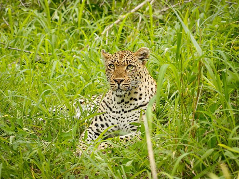 Now the MLA will keep a 'watch' on the leopards | आता आमदार ठेवणार बिबट्यांवर ‘वॉच’ राज्य शासनाचे पत्र
