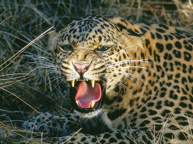  The leopard falls well in the well | बिबट्या पडला विहिरीत