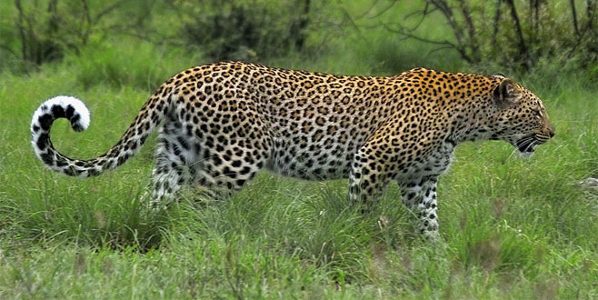 Young injured in leopard attack | बिबट्याच्या हल्ल्यात तरूण जखमी