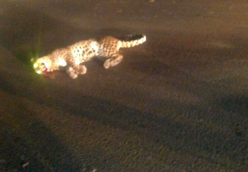 Chimudra killed in Leopard attack in Nashik | नाशिकमध्ये बिबट्याच्या हल्ल्यात चिमुरडा ठार तर महामार्गावर वाहनाच्या धडकेत बिबट्याचा मृत्यू