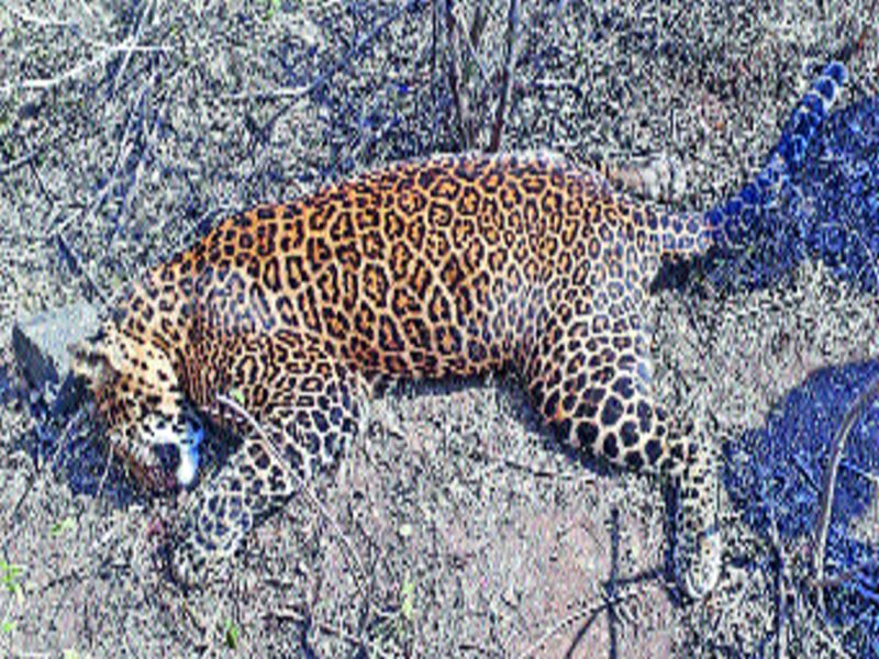Dead leopards in the Ramoshiwadi area, terror in the city | रामोशीवाडी परिसरात मृत बिबट्या, नागरिकात दहशत