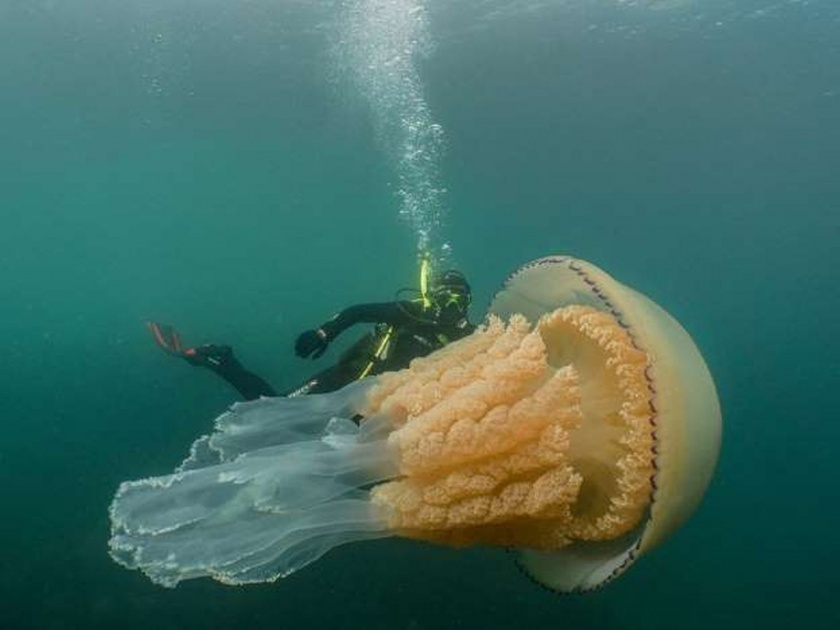 Giant jellyfish as big as diver appears off cornish coast watch video | Video : माणसाच्या आकाराची सर्वात मोठी जेली फिश कॅमेरात कैद, ४५ किलो असू शकतं वजन!