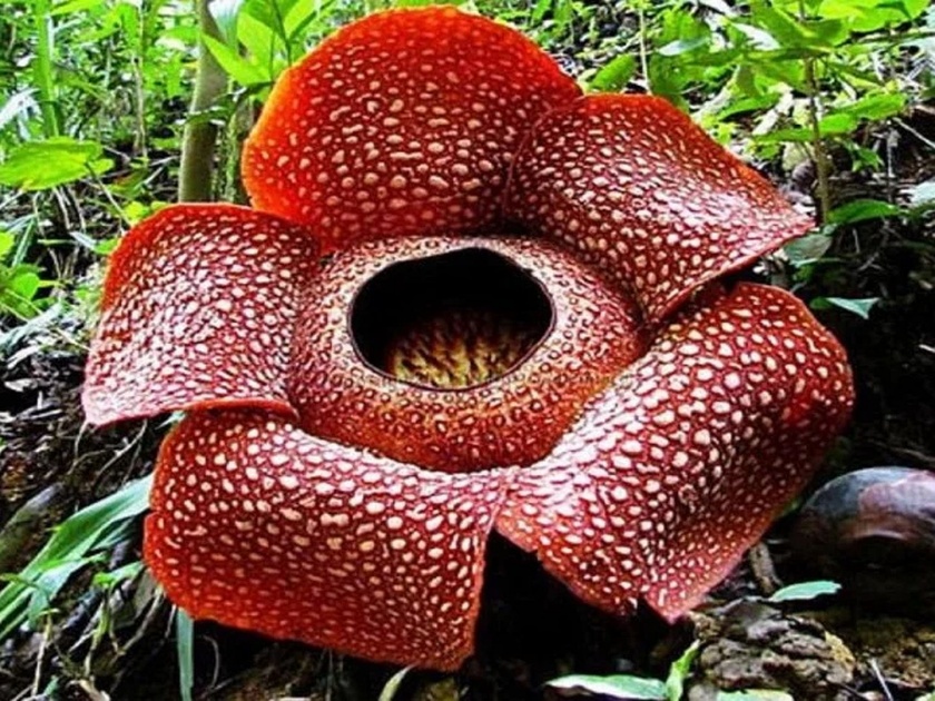 Scientists found worlds largest blooming flower in a forest in Indonesia | आगा बाबो! 'या' जंगलात सापडलं जगातलं सर्वात मोठं उमललेलं फूल, इतकं की तुम्ही कल्पनाही केली नसेल....