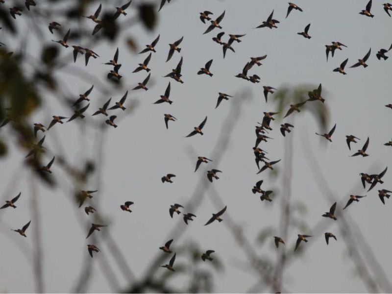The death of hundreds of birds in the mountains of Ajintha | अजिंठ्याच्या डोंगररांगात शंभरावर पक्ष्यांचा मृत्यू