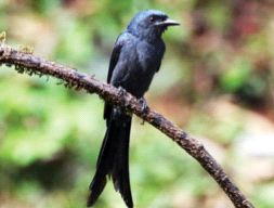 190 species of birds recorded in Fansad Sanctuary | फणसाड अभयारण्यात केलेल्या पाहणीत पक्ष्यांच्या १९० प्रजातींची नोंद