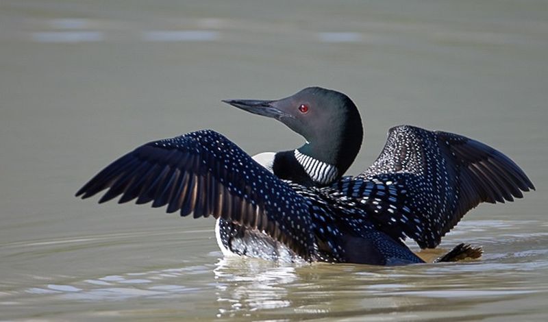 'Lockdown effect' on bird pond habitat in Nagpur district | नागपूर जिल्ह्यात पक्ष्यांच्या तलावांवरील अधिवासावर ‘लॉकडाऊन इफेक्ट’