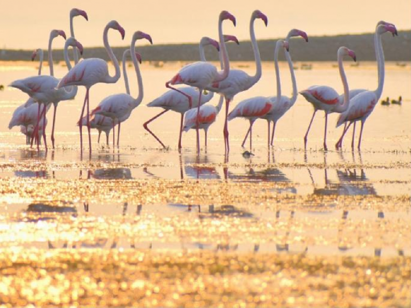 Good news for tourists; A bird observation center will be set up at June Kayagaon | पर्यटकांसाठी खुशखबर; जूने कायगाव येथे होणार पक्षी निरीक्षण केंद्र 