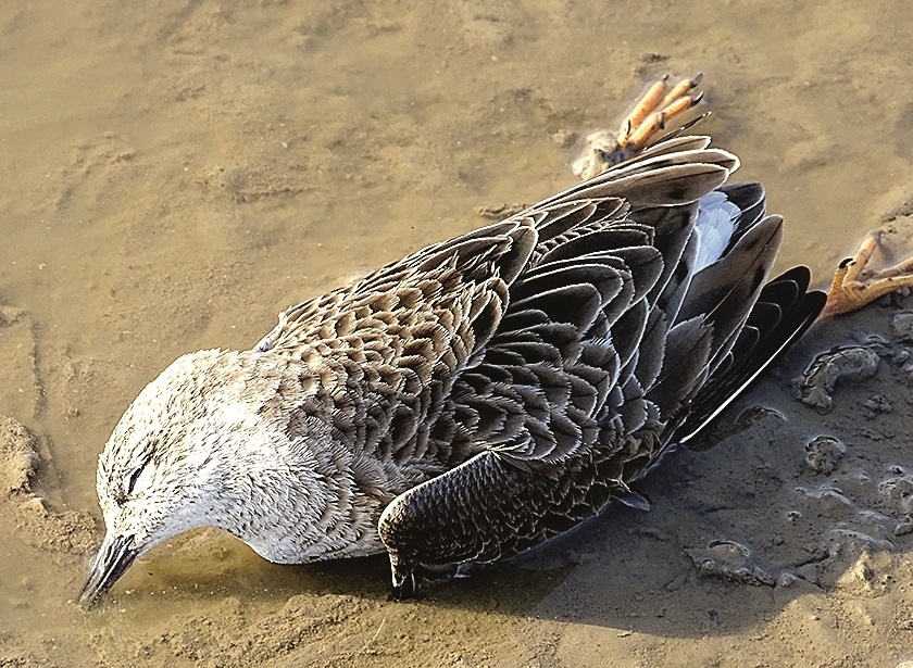 12 birds die by poisoning on drying in Aurangabad | औरंगाबादेत सुखना धरणावर विषबाधेने १२ पक्ष्यांचा मृत्यू