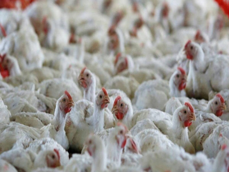 Bird flu kills few chickens; Explanation of animal husbandry | 'बर्ड फ्लू'मुळे मृत पावलेल्या कोंबड्यांची संख्या मोजकीच; पशूसंवर्धनचे स्पष्टीकरण