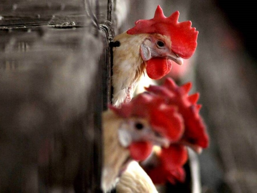Bird flu enters Solapur district, destroying hens within a kilometer of jungle | सोलापूर जिल्ह्यात बर्ड फ्लू दाखल; जंगलगीच्या एक किलोमीटरमधील कोंबड्या करणार नष्ट