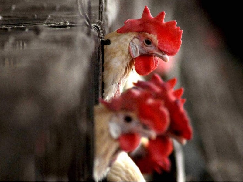 Bird flu kills chickens at Kendrawadi, Sukani; The process of destroying 8,000 hens has started | केंद्रेवाडी, सुकणी येथील कोंबड्यांचा मृत्यू बर्ड फ्लूनेच; ८ हजार कोंबड्या नष्ट करण्याची प्रक्रिया सुरू