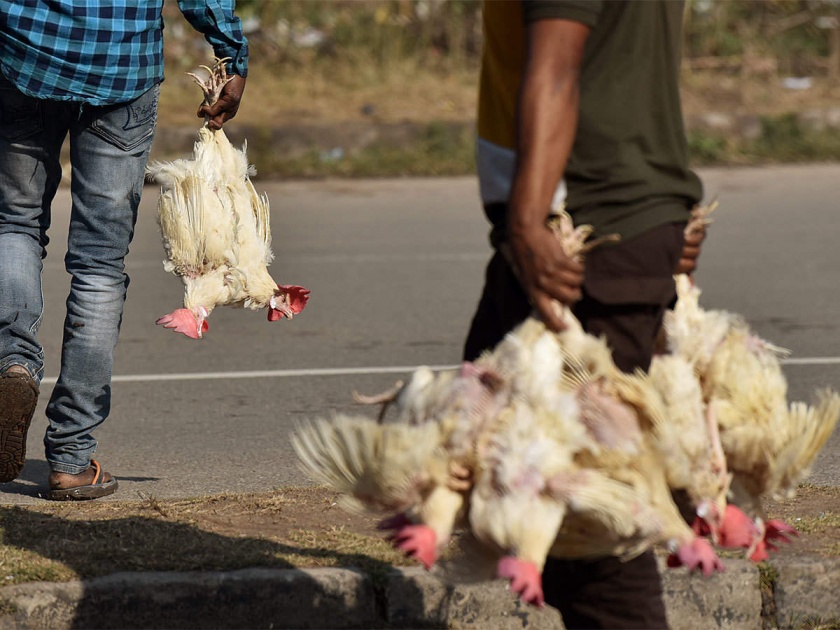 Bird flu does not happen to humans - Animal Husbandry Commissioner | बर्ड फ्लू माणसाला होत नाही - पशुसंवर्धन आयुक्त 
