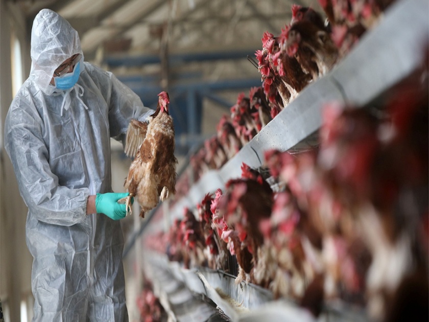 bird flu can become a pandemic world health organisation gives alert | Bird Flu मानवांसाठी ठरू शकतो नवा धोका; WHO कडून गंभीर इशारा 