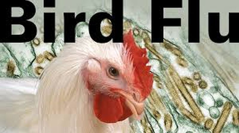 Bird flu: Don't panic, be careful! | ‘बर्ड फ्लू’ : घाबरू नका, काळजी घ्या!