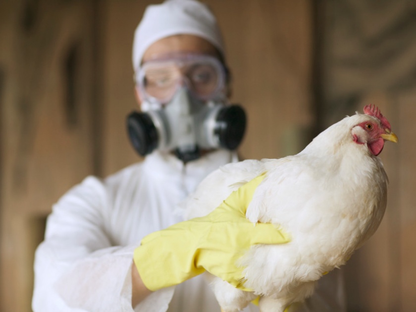 Bird flu: Take these precautions and avoid bird flu infection, these are the guidelines | bird flu : ही खबरदारी घ्या आणि बर्ड फ्लूच्या संसर्ग टाळा, अशा आहेत मार्गदर्शक सूचना ​​​​​​​