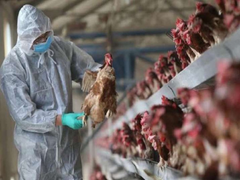 bird flu in kerala 1800 chickens died due to h5n1 virus infection at poultry farm in kozhikode | चिंताजनक! कोरोनाच्या संकटात बर्ड फ्लूचा कहर; 'या' राज्यात 1800 हून अधिक कोंबड्यांचा मृत्यू