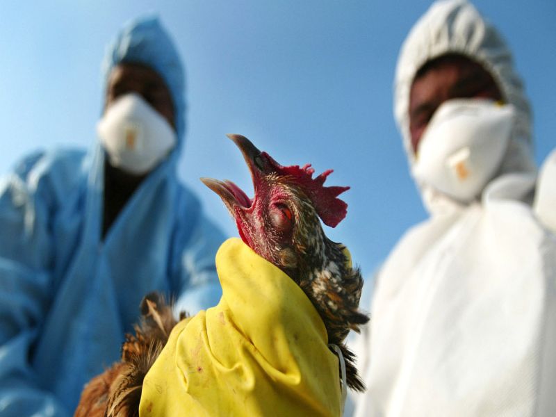 Outbreak of bird flu in Palghar, death of chickens in government poultry farm | पालघरमध्ये बर्ड फ्लूचा शिरकाव, शासकीय पोल्ट्री फार्ममधील कोंबड्यांचा मृत्यू