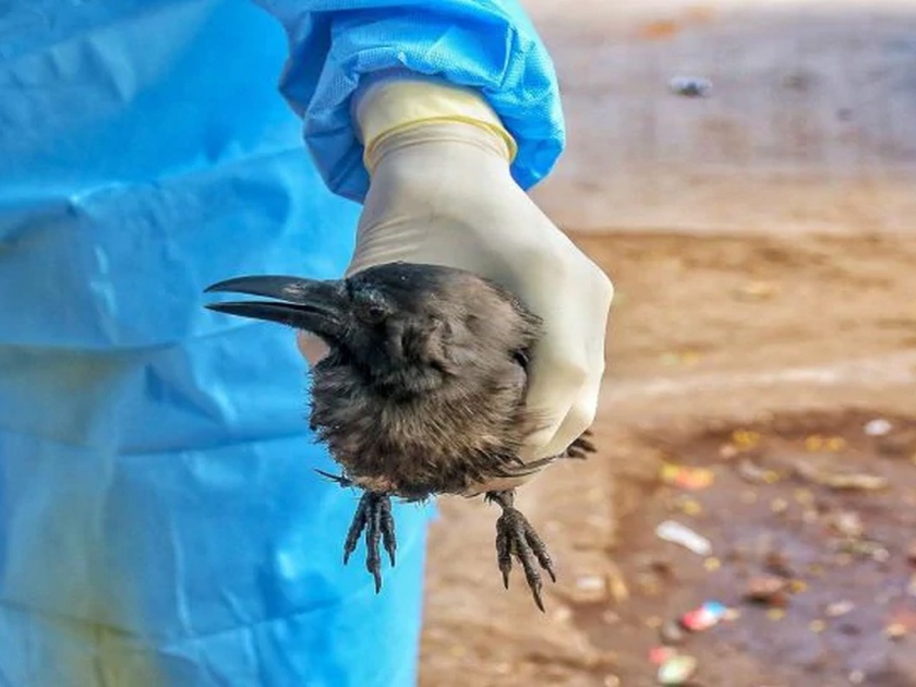 Bird Flu : So far 483 birds have died in Thane, 53 birds have been killed in a single day | Bird Flu : ठाण्यात आतापर्यंत ४८३ पक्ष्यांचा मृत्यू, एकाच दिवशी ५३ पक्षी दगावले