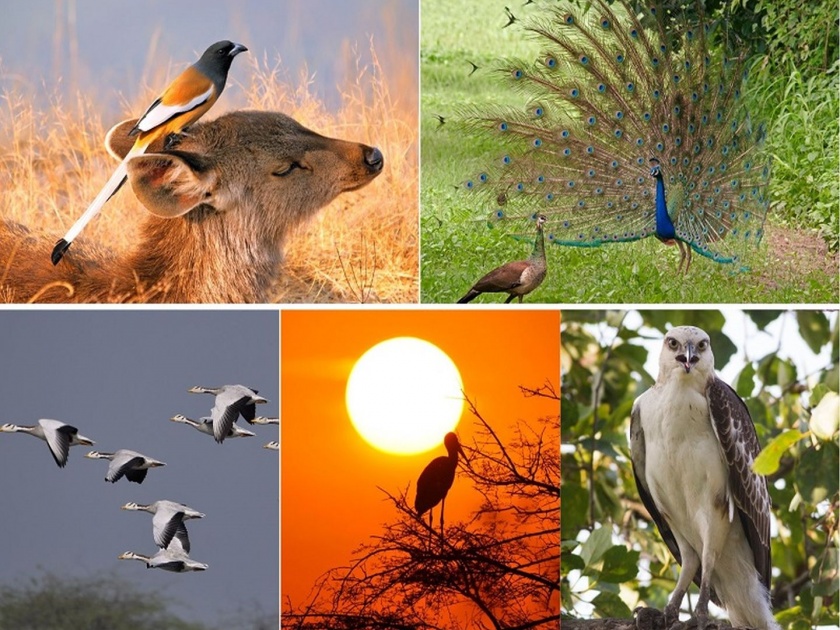 Bird festival organized by forest department in the state from 27 to 29 | राज्यात वन खात्यातर्फे २७ ते २९ दरम्यान पक्षी महोत्सवाचे आयोजन