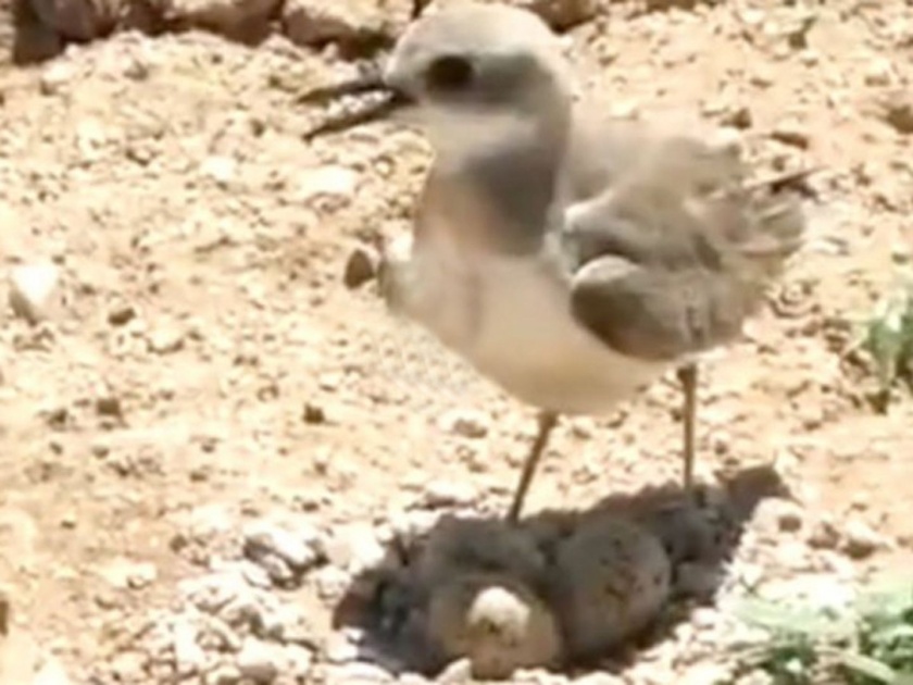 Viral Video : Bird stops moving tractor to protect her eggs | ती आई होती म्हणुनी...अंडी वाचवण्यासाठी चिमणीने रोखला ट्रॅक्टर, व्हिडीओ झाला व्हायरल!