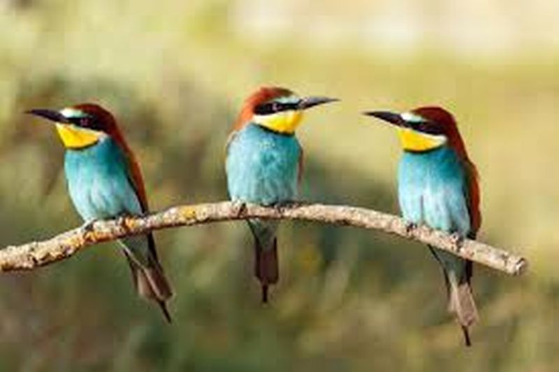 Bird Week will be celebrated from 5th to 12th November | ५ ते १२ नोव्हेंबरदरम्यान साजरा होणार पक्षी सप्ताह