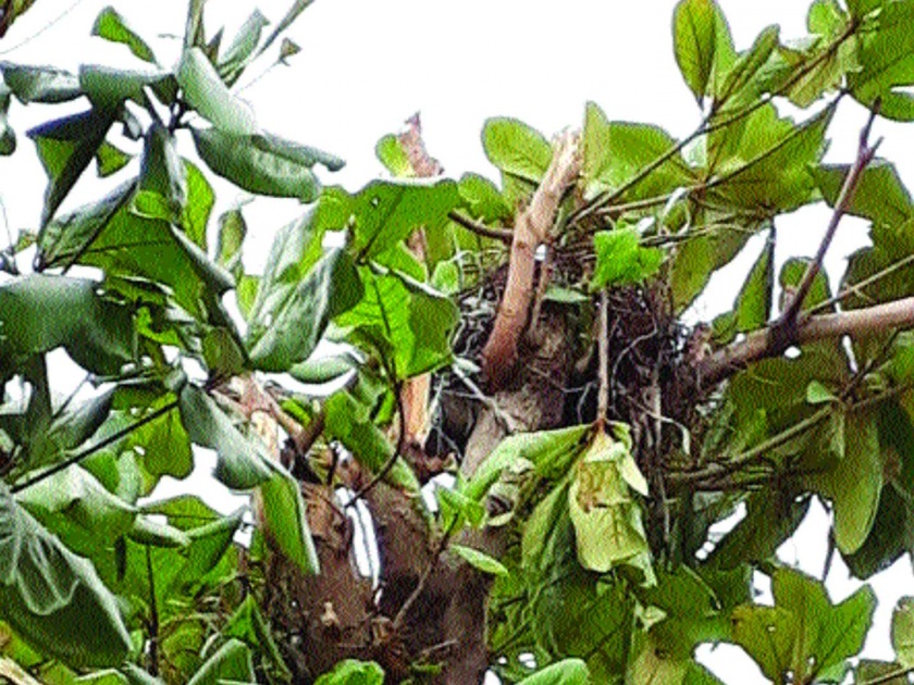 environment news | वृक्षतोडीत पक्ष्यांची घरटी होताहेत नष्ट, पक्षितज्ज्ञांमध्ये नाराजी