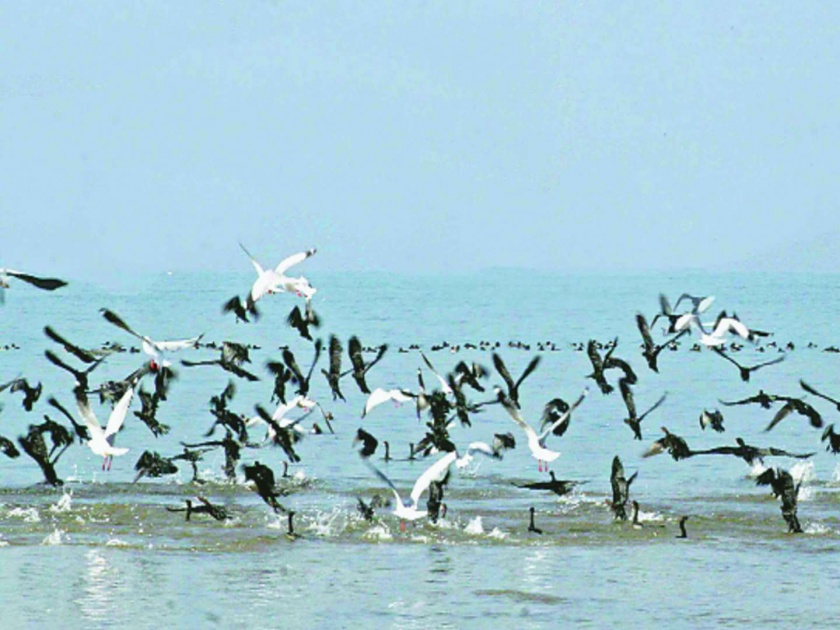 Over 3,000 migratory birds in Pong Lake | पोंग सरोवरात ५० हजारांपेक्षा जास्त स्थलांतरित पक्षी