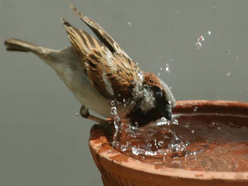 The birds kept for drinking water in five places; Enterprises under bird rescue program | पक्ष्यांना पिण्यासाठी ठेवले पाच ठिकाणी पाणी; पक्षी बचाव अभियांतर्गत उपक्रम