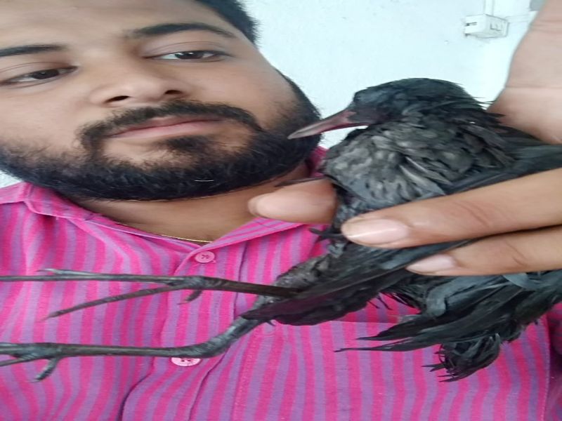Rare bird found in Kalyan; The possibility of having a blue chest | कल्याणमध्ये सापडला दुर्मिळ पक्षी; निळया छातीचा सुरवा असण्याची शक्यता
