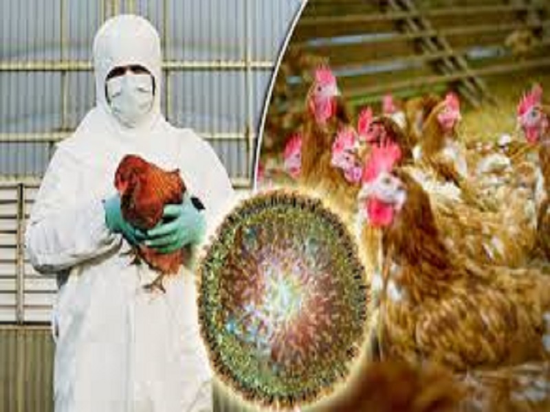 'Bird flu' positive in Sade village; Planted disposal of four thousand hens | सडे गावात 'बर्ड फ्ल्यू' पॉझिटिव्ह; चार हजार कोंबड्यांची लावली विल्हेवाट
