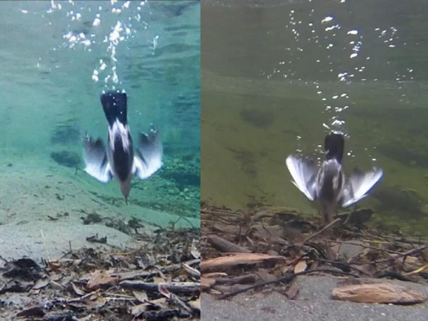 American Dipper, Have you ever seen a bird swimming underwater? Then watch this unique video | तुम्ही कधी पाण्याखाली पोहणारा पक्षी पाहिलाय? मग हा अनोखा व्हिडिओ एकदा पाहाच...