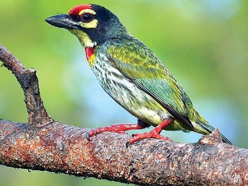 Maharashtra Nature Park is home to over 125 species of birds | महाराष्ट्र निसर्ग उद्यानात १२५ पेक्षा अधिक प्रजातींचे पक्षी