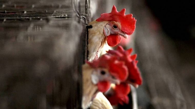 So the decision to kill chicken can be taken | तर घेतला जाऊ शकतो कोंबड्या मारण्याचा निर्णय
