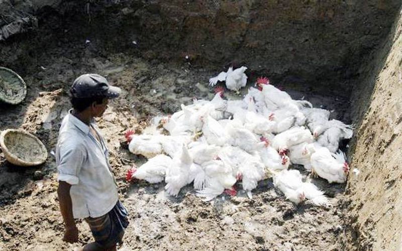 250 chickens die on poultry farm in Kalmeshwar: Discussions abound | कळमेश्वरमधील पोल्ट्री फार्मवर २५० कोंबड्यांचा मृत्यू : चर्चांना उधाण 