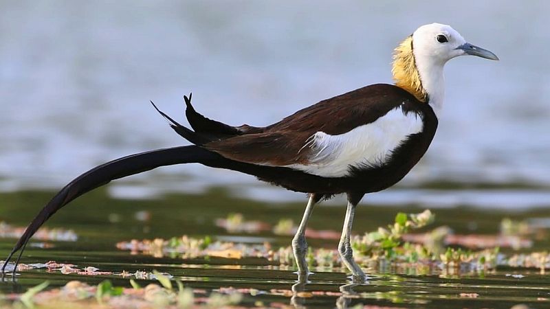 Lotus birds not get shelter: freshwater reservoirs On the way to ending | कमळ पक्ष्यांना आसरा मिळेना: गोड्या पाण्याचे जलसाठे संपण्याच्या मार्गावर