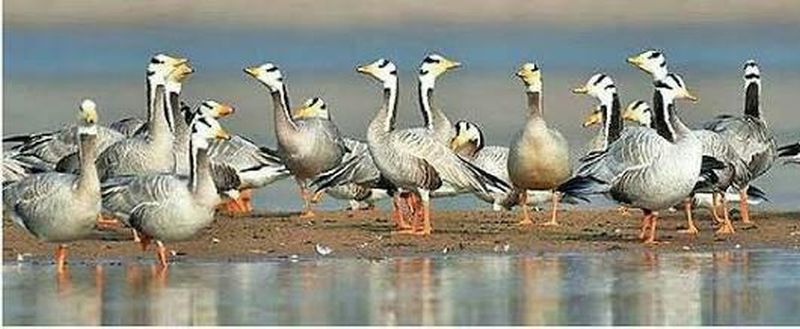 European swan birds arrive at Kapshi Lake | युरोपियन राजहंस पक्ष्यांचे कापशी तलावावर आगमन