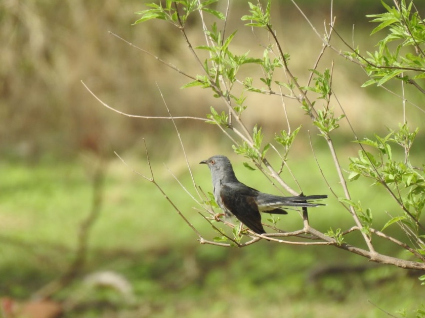 8 bird species recorded by bird watchers | पक्षी निरीक्षकांनी केली ३० पक्ष्यांच्या प्रजातींची नोंद
