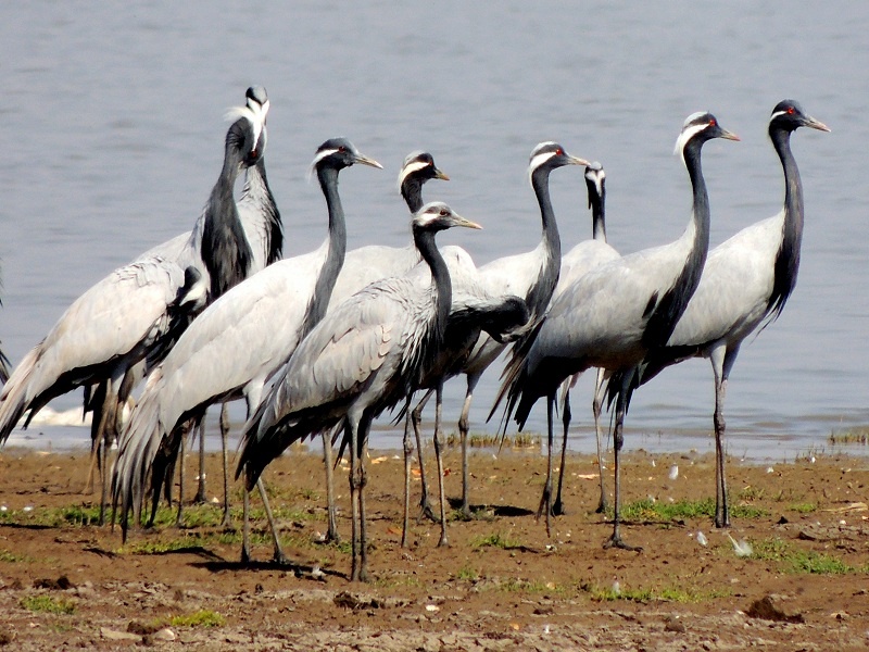 Jaikwadi bird sanctuary known for encroachment | जायकवाडी पक्षी अभयारण्य अतिक्रमणांच्या विळख्यात