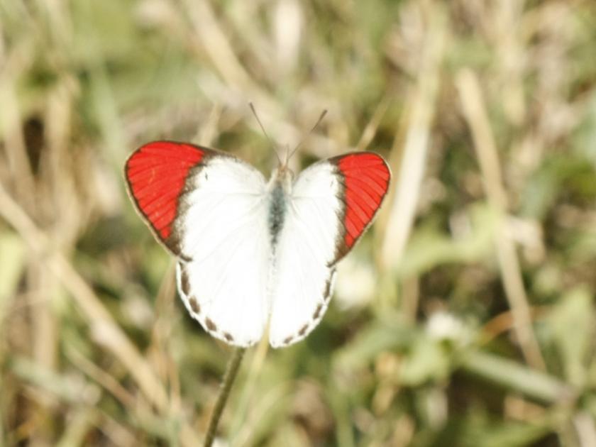Pench is home to 124 species of butterflies along with tigers Addition of 60 new species | पेंचमध्ये वाघांसोबत १२४ प्रजातींच्या फुलपाखरांचा रहिवास; ६० नव्या प्रजातींची भर 
