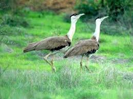 Birds of Akola City to be selected in January | जानेवारीत निवडला जाणार अकोला शहराचा पक्षी